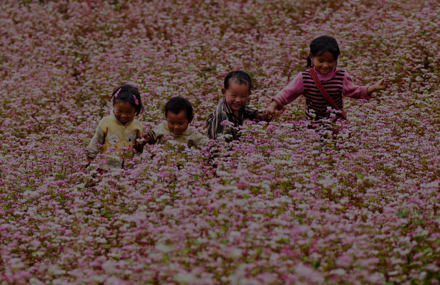 Hoang Su Phi Buckwheat Flower Hill